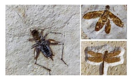 Brasil recupera 25 fósseis de insetos que seriam vendidos no exterior