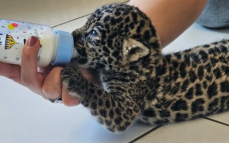 Filhotes de onça-pintada são resgatados em comunidade ribeirinha do AM