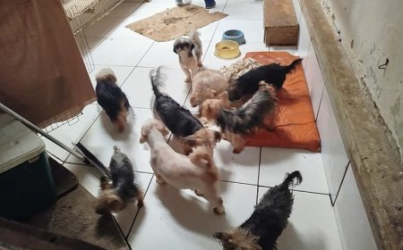 PCES resgata 80 cães em situação de maus-tratos