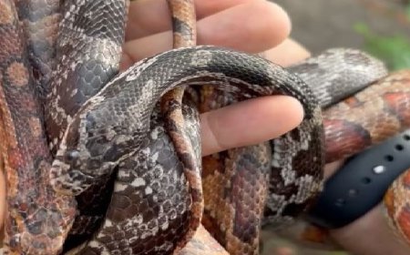 PCPR prende homem por tráfico de animais e apreende 215 aves exóticas e cobras