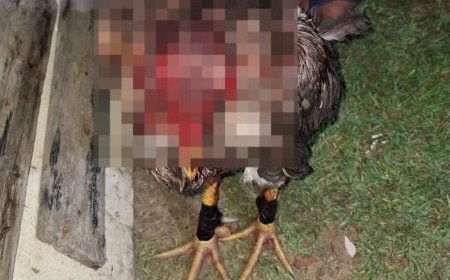 Polícia Militar desarticula rinha de galo e prende seis pessoas