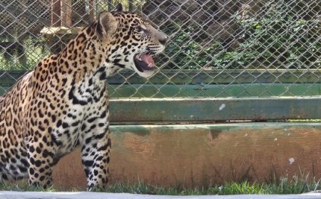 Filhote de onça-pintada resgatado vai para santuário de felinos em Goiás