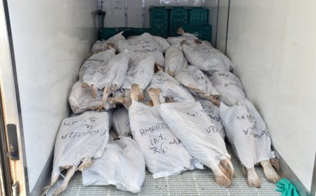 Operação apreende 1,71 tonelada de pescada-amarela na PB