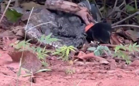 Jiboia em ação: cobra devora ave e surpreende bando