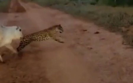 Produtor rural flagra onça-pintada atacando bezerro em estrada de terra em MT