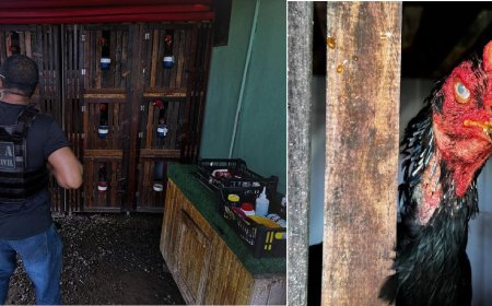 Polícia Civil resgata galos utilizados em rinhas e prende proprietário das aves por maus-tratos