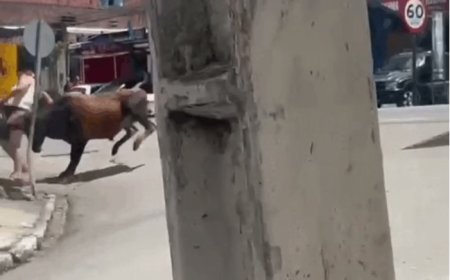 Mulher fica ferida ao ser atacada por boi solto em rua