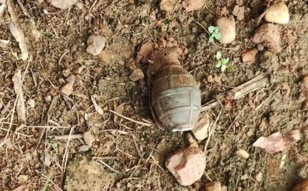 Cão encontra granada enterrada em chácara