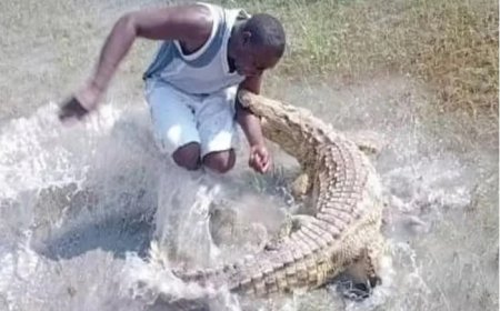 Homem puxa cauda de crocodilo e é atacado
