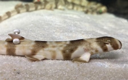 AquaRio comemora nascimento de tubarões em cativeiro