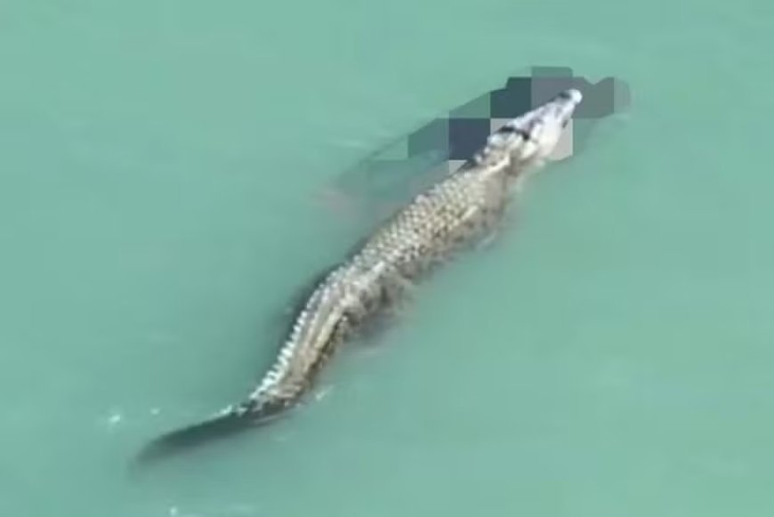 Crocodilo mata homem e nada com o corpo da vítima na boca
