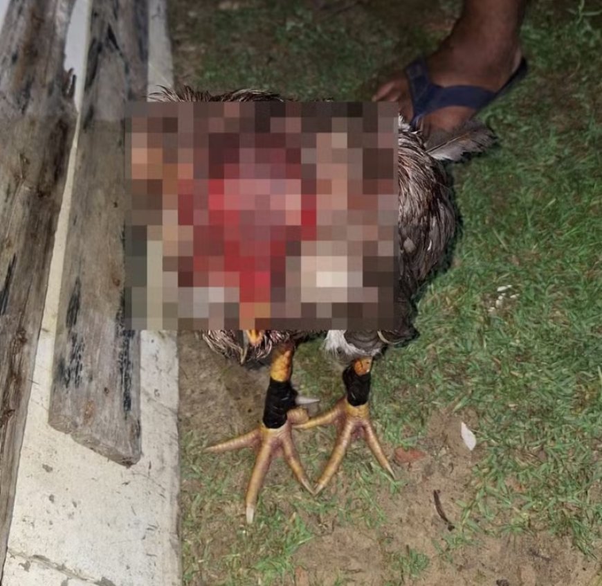 Polícia Militar desarticula rinha de galo e prende seis pessoas