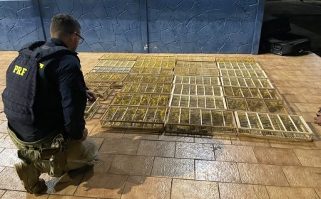 PRF Resgata 700 Canários-da-Terra em condições chocantes dentro de Ônibus