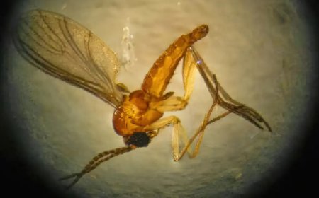 Estado do Rio registra quarta morte por febre do Oropouche