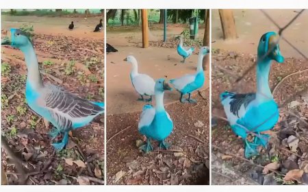 Agência ambiental multa empresas que derramaram corantes em Jundiaí