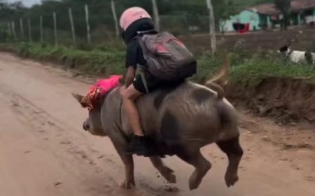 "Menino do Sertão" de 9 anos viraliza nas redes ao montar porca para ir à escola