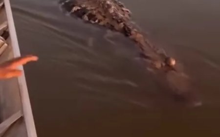 Jacaré 'Morto' reage a cutucada em passeio pelo Rio Araguaia e surpreende família; VEJA O VÍDEO