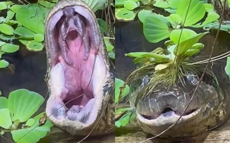 Sucuri gigante abre bocão enquanto descansa