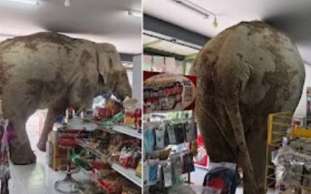 Elefante invade mercado faz lanche e deixa prejuízo de R$ 175