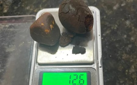 Pedra de fel: Funcionários de frigorífico são presos suspeitos de furtar pedra de vesícula de boi; vídeo