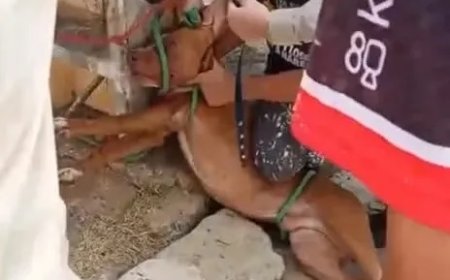 Ataques de cachorros deixam mais de 30 animais mortos e três pessoas feridas na Bahia