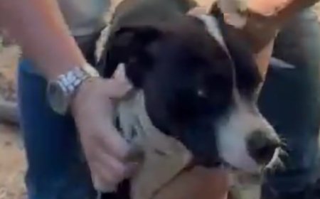 Polícia encontra cachorro em meio a fezes e entulho; dono foge e deixa drogas para trás