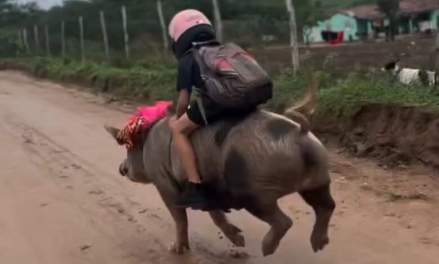 "Menino do Sertão" de 9 anos viraliza nas redes ao montar porca para ir à escola