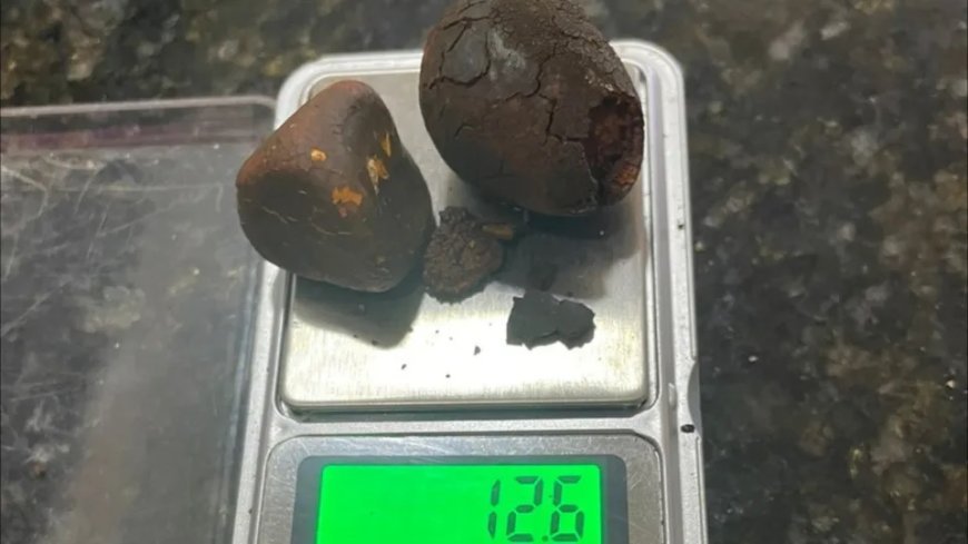 Pedra de fel: Funcionários de frigorífico são presos suspeitos de furtar pedra de vesícula de boi; vídeo