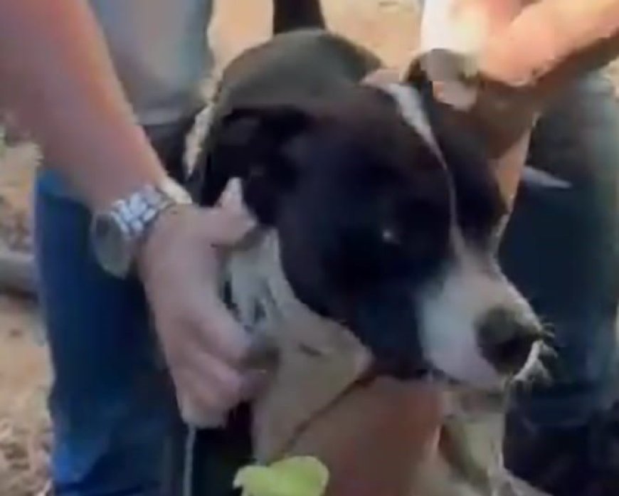 Polícia encontra cachorro em meio a fezes e entulho; dono foge e deixa drogas para trás