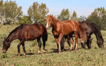 Ração contaminada com substância tóxica mata 284 cavalos