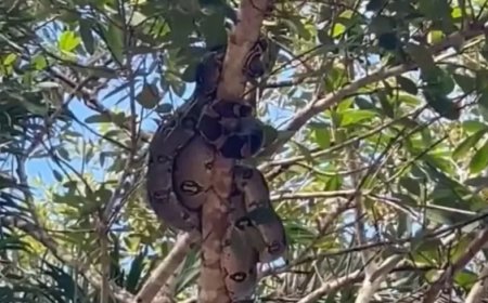 Cinco jiboias são resgatadas em galho de árvore no interior do Acre
