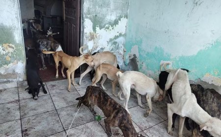 Homem é preso suspeito de manter cerca de 40 cães em condições de abandono, em Campina Grande