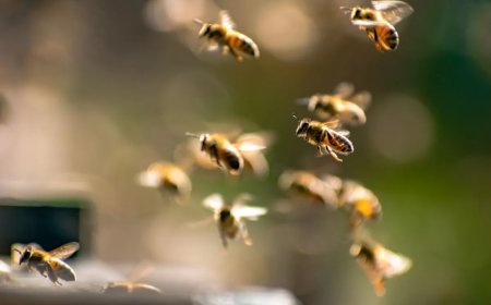 Homem morre após sofrer ataque de abelhas em Goiânia