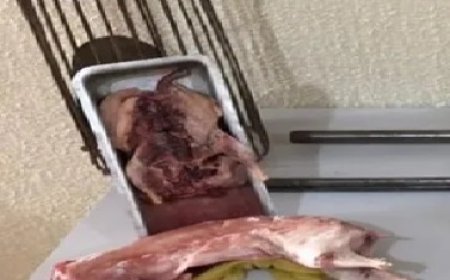 Pegos no flagra! Dupla é presa com armas e animal silvestre abatido no TO