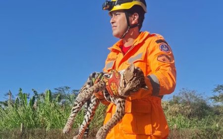 Jaguatirica é encontrada morta e suspeita é de atropelamento em Itaúna