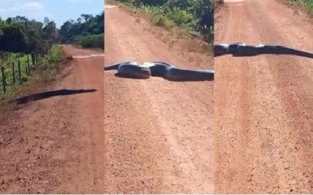 Sucuri gigante é flagrada atravessando estrada em RO