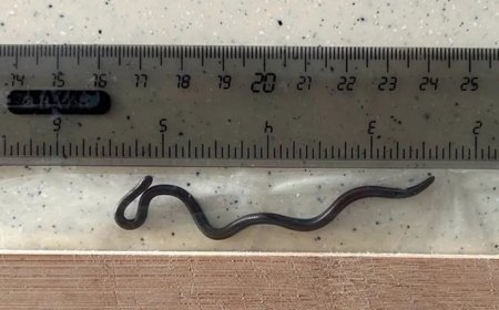 Cientistas reencontram menor cobra do mundo em ilha do Caribe