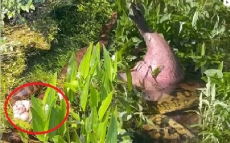 Sucuri enrola capivara inteira no meio do Pantanal e vídeo impressiona