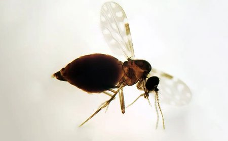 Antes restrita à Amazônia, febre oropouche se espalha pelo país