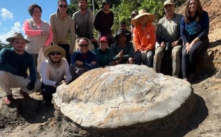 Fóssil raro de tartaruga-gigante do Mioceno é encontrado no Acre