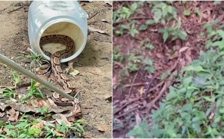Jiboia de dois metros é encontrada em Pacoti