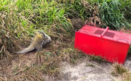 Corpo de Bombeiros resgata porco-espinho que entrou em casa na área urbana