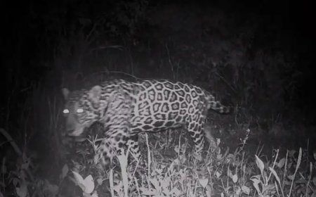 Após 50 anos, onça-pintada é registrada nas matas de Valença, no Rio