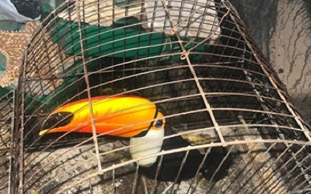 Operação contra crimes ambientais na Caatinga aplica R$ 6,2 milhões em multas