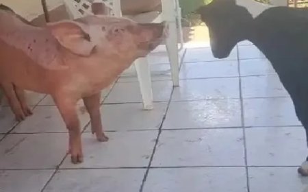 Porca 'aprende a latir' após conviver com cachorros em propriedade rural do Paraná; Veja o vídeo