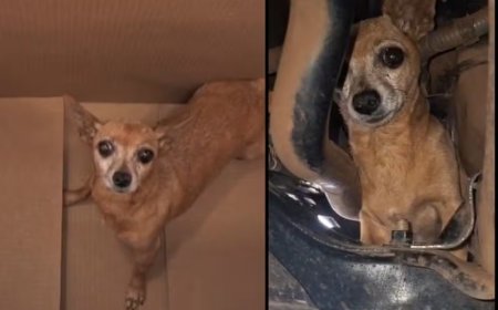 Cadela viaja mais de 300 km escondida no motor de carro e é resgatada sem ferimentos em Campo Grande