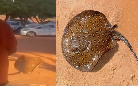 Polícia investiga caso de maus-tratos a arraia em praia de Palmas após vídeo viralizar