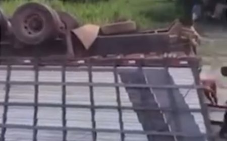 Carreta com bois tomba na PA-150 em Moju e deixa animais mortos