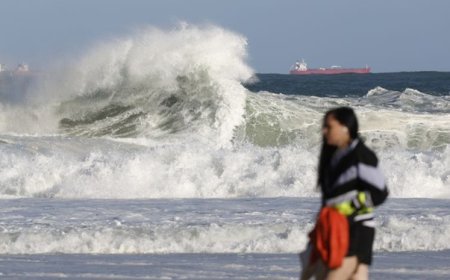 Após ondas gigantes, cinco pinguins aparecem mortos na orla do Rio