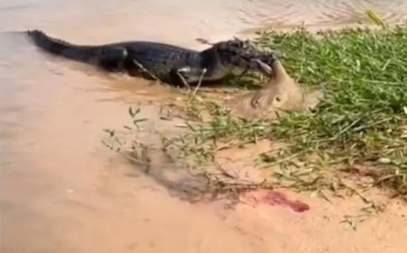 Pantanal selvagem: Jacaré ataca arraia e cena choca pescadores; veja vídeo